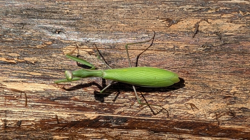 European Mantis