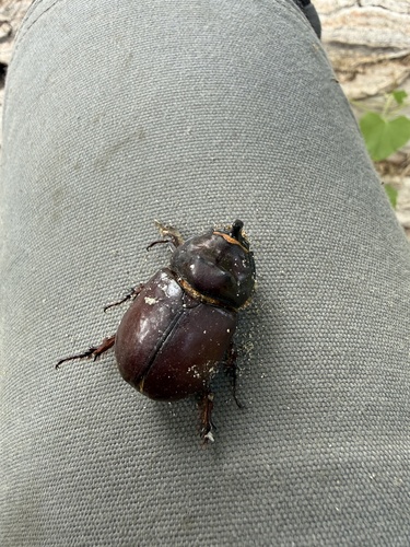Oryctes nasicornis corniculatus