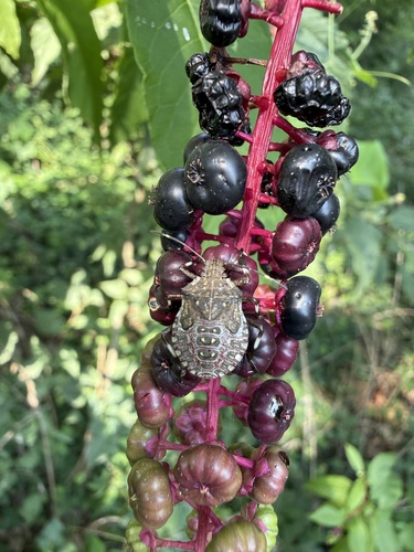 Brown Marmorated Stink Bug