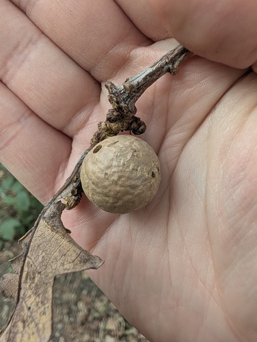 Oak Marble Gall Wasp