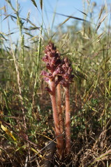 Orobanche pubescens