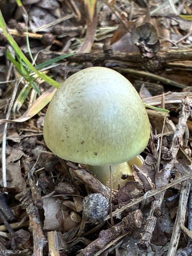 Deathcap
