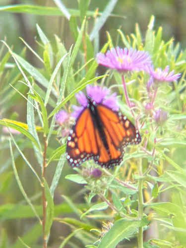 Monarch