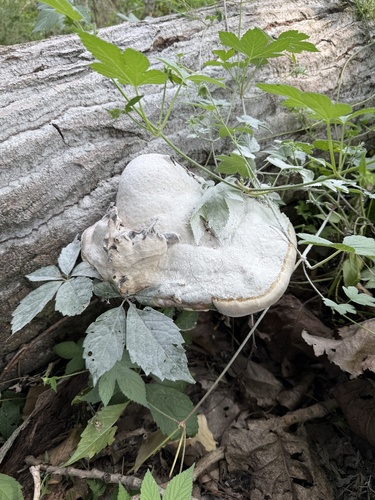 Hoof Fungus