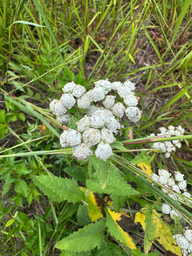 glade wild quinine