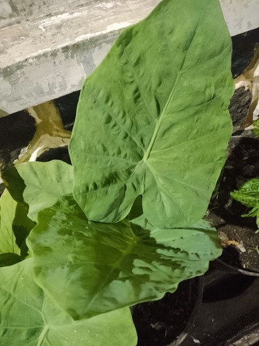 Asian Taro
