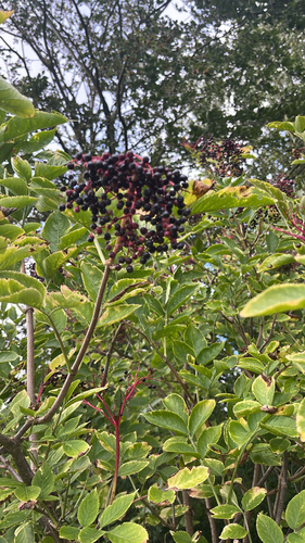 European black elderberry