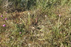 Orobanche pubescens