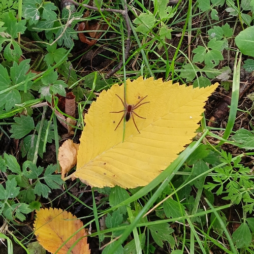 Fishing Spiders