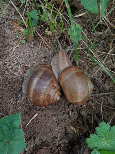 Helix buchii