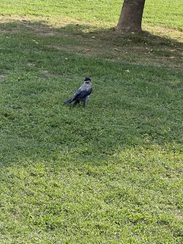Hooded Crow