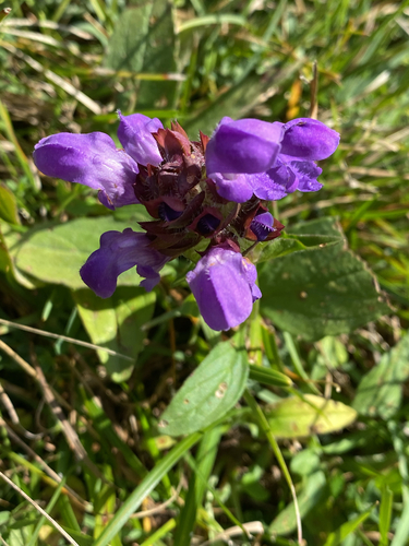 Large Self-heal