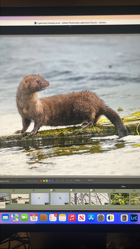 American Mink