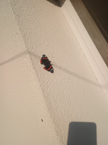 Red Admiral