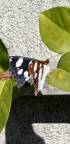 Southern White Admiral