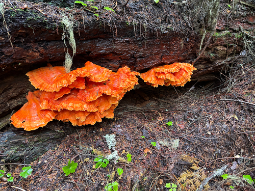 Conifer Chicken of the Woods