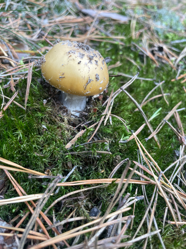 jewelled amanita