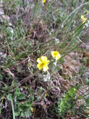 Helianthemum oelandicum orientale