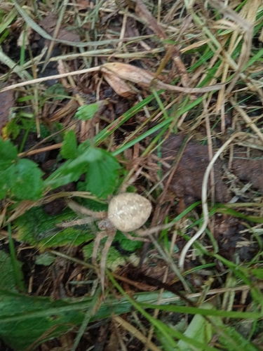 Cross Orbweaver