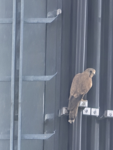 Eurasian Kestrel