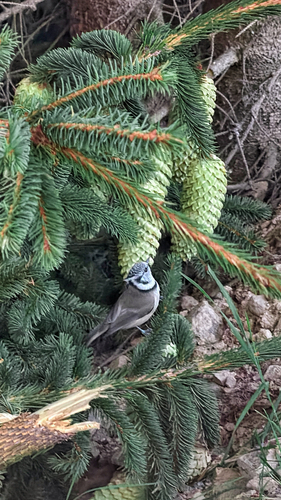 Crested Tit