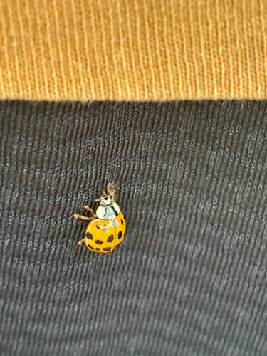 Asian Lady Beetle