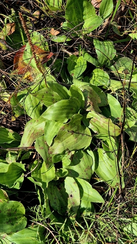Plantago cornuti, photograph 3