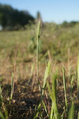 Hordeum geniculatum