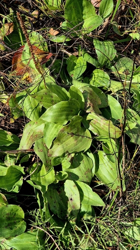 Plantago cornuti, photograph 4