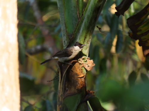 Sooty-headed Bulbul