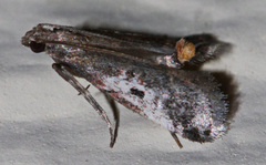 Alpheioides parvulalis