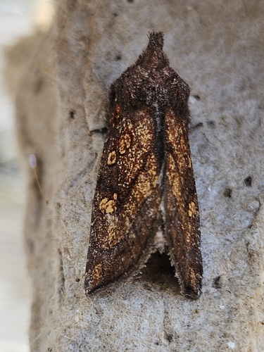 Aster Borer Moth