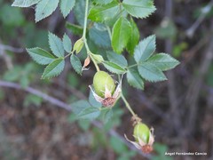 Rosa pouzinii