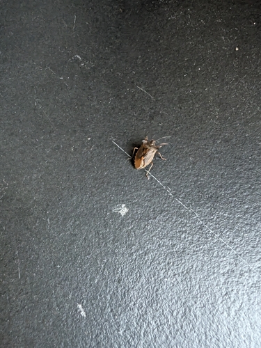 Forest Bug