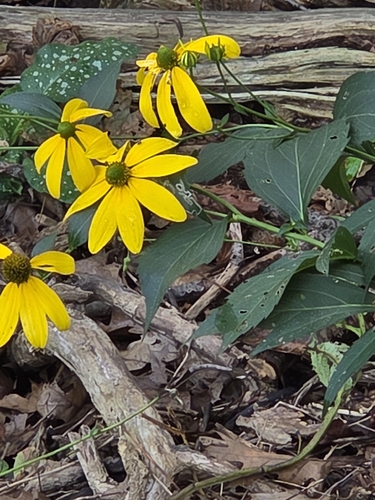 cutleaf coneflower