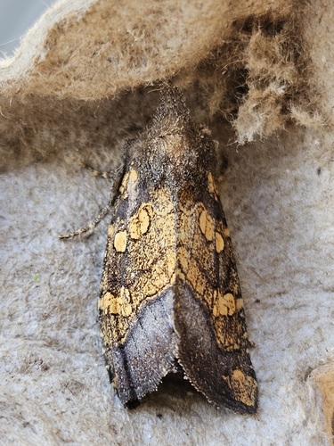 Burdock Stem Borer Moth