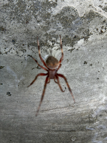 Spotted Orbweaver