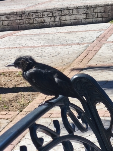 Spotless Starling