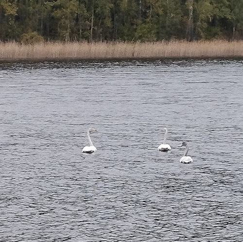 Whooper Swan