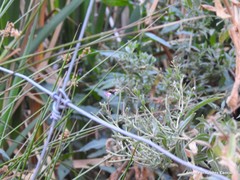 Epilobium tetragonum