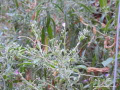 Epilobium tetragonum
