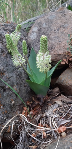 Ledebouria zebrina