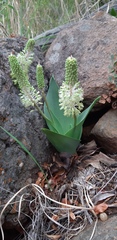 Ledebouria zebrina