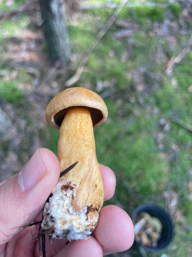 Velvet Bolete
