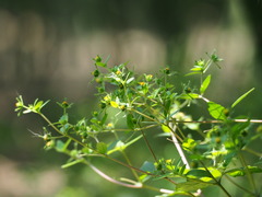 author not stated, no rights reserved Sigesbeckia orientalis, photograph author not stated, no rights reserved