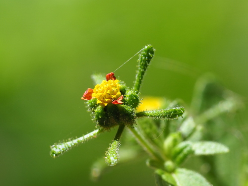 Sigesbeckia orientalis