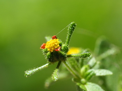 Sigesbeckia orientalis