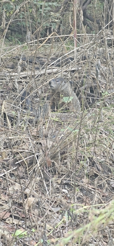 Groundhog