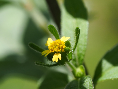 Sigesbeckia orientalis, photograph 2