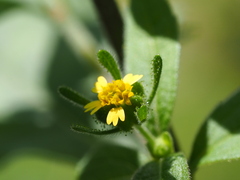 author not stated, no rights reserved Sigesbeckia orientalis, photograph author not stated, no rights reserved
